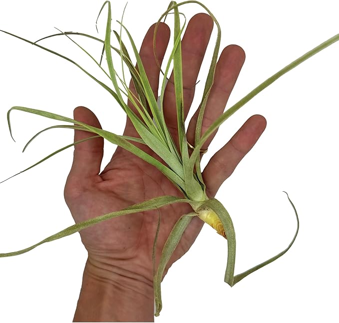 ragnaroc Air Plants - Tillandsia Straminea Jumbo 6-9" - 2ct - Live Arrival Guaranteed - House Plants for Home Decor & Gift