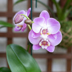 Better-GRO 19” Hanging Kokedama with Phalaenopsis Orchid – Indoor/Outdoor Planter- Purple