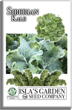 Siberian Kale Seeds for Planting – 1000+ Non-GMO & Heirloom Seeds by Isla's Garden Seeds, Brassica Napus, Cold-Tolerant Leafy Green, Fast-Growing Vegetable, Great Gift for Home Gardeners