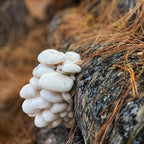 North Spore Organic Snow Oyster (100 ct) Mushroom Plugs for Logs | Premium Quality Mushroom Plug Spawn | Handmade in Maine, USA | Grow Gourmet Mushrooms Outdoors on Logs