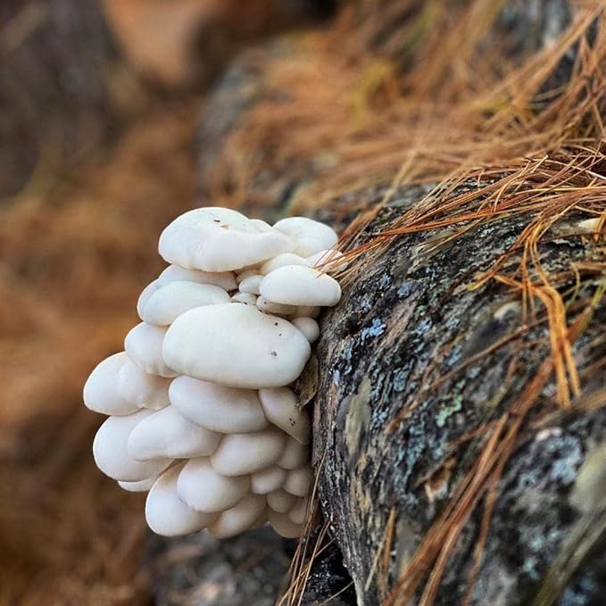North Spore Organic Snow Oyster (100 ct) Mushroom Plugs for Logs | Premium Quality Mushroom Plug Spawn | Handmade in Maine, USA | Grow Gourmet Mushrooms Outdoors on Logs