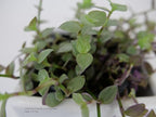 Callisia Pink Panther in Grow Pot
