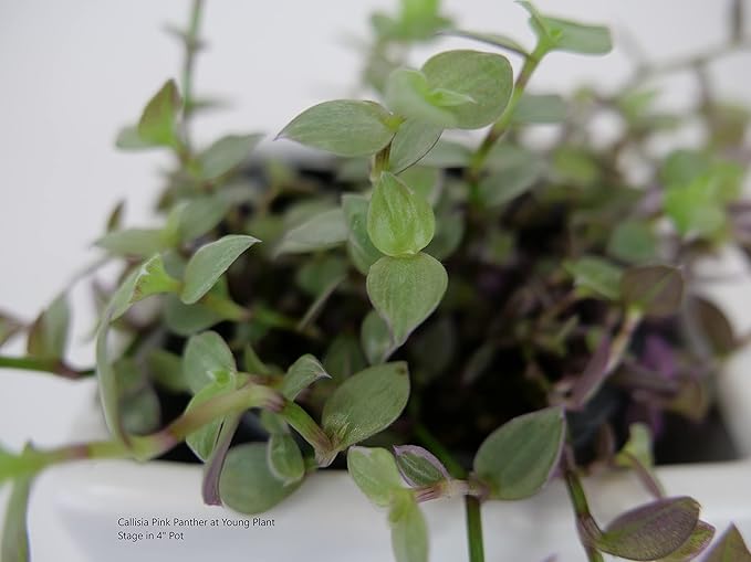 Callisia Pink Panther in Grow Pot