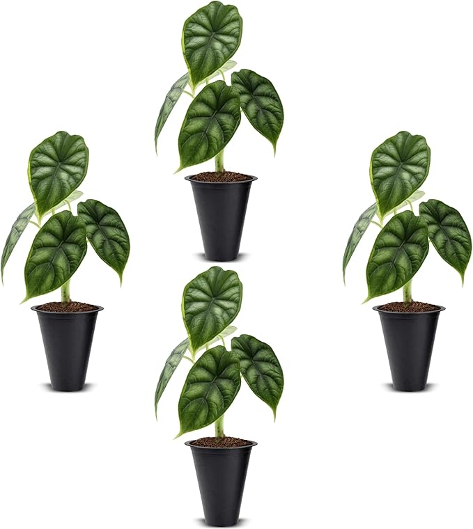 Alocasia Dragon Scale (4 Pack) Live Plant, Rare Indoor Alocasia, Elephant Ear Tropical Houseplant, Textured Foliage Plant, Starter Size Alocasia Plant,Houseplant for Home Decor and Indoor Growing