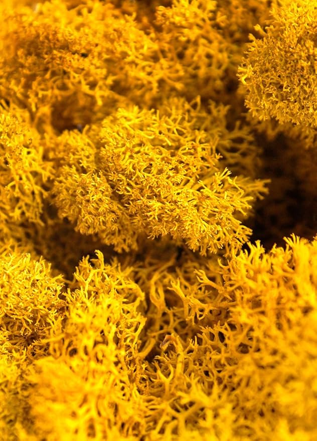 Super Moss (25125) Reindeer Moss Preserved, Mango, 2oz