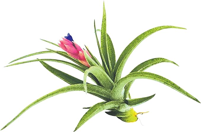 Air Plants - Flowering Tillandsia Aeranthos, Large 3-5" - 1ct - Live Arrival Guaranteed - House Plants for Home Decor & Gift