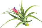 Air Plants - Flowering Tillandsia Aeranthos, Large 3-5" - 1ct - Live Arrival Guaranteed - House Plants for Home Decor & Gift