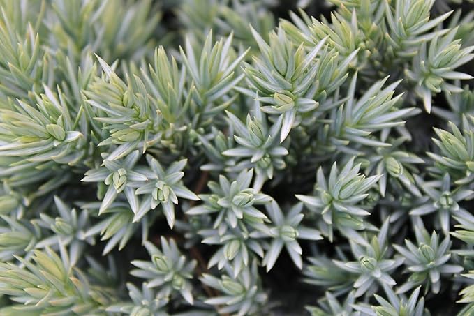 RedCrocus Blue Star Juniper- Compact Evergreen Conifer for Landscapes, Rock Gardens & Containers, Hardy in Zones 4-8, Drought-Tolerant, Pet-Safe 3 Gallon