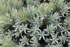 RedCrocus Blue Star Juniper- Compact Evergreen Conifer for Landscapes, Rock Gardens & Containers, Hardy in Zones 4-8, Drought-Tolerant, Pet-Safe 3 Gallon
