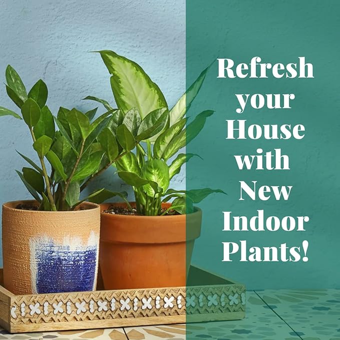 HOUSE PLANT SHOP | Pothos 'Green' - 6" Pot | Live Indoor Plant | Easy to Care | Natural Décor Plant | Great Gifts | Free Care Guide
