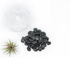 Stunning Flat Bottom Globe Plant Terrarium Kit - Small Assorted Air Plant and Black Stones in Propagation Jar - Home and Garden Decor Plants Pot - Easy Care Indoor and Outdoor Plants Vase