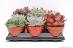 Live Echeveria Succulent Plants (15 Pack) – Assorted 4-Inch – Fully Rooted Echeveria Succulents – Live Rosette Succulent Set