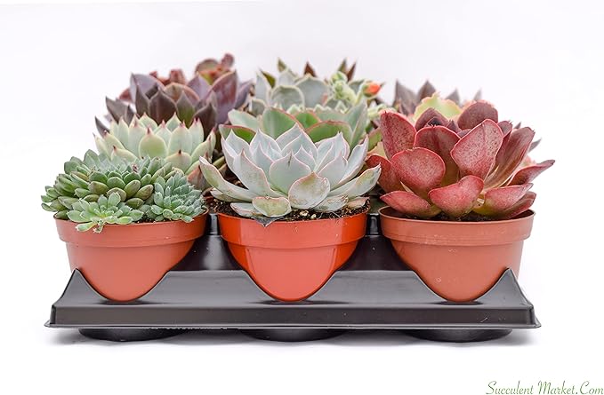 Live Echeveria Succulent Plants (15 Pack) – Assorted 4-Inch – Fully Rooted Echeveria Succulents – Live Rosette Succulent Set