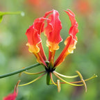 CarpetC 30+ Flame Lily Seeds for Planting, Gloriosa superba Glory Lily Climbing Vine with Unique Recurved Petals, Non-GMO Heirloom for Outdoor Garden Trellises Indoor Containers