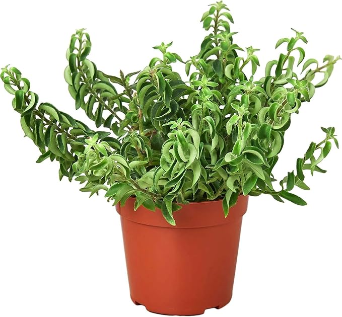 Curly Lipstick Plant! Live Plant for Indoor | Different Houseplants in 4'' & 6'' Pot | Real House Plant for Living Room, Office, Desk & Bathroom | Aeschynanthus radicans