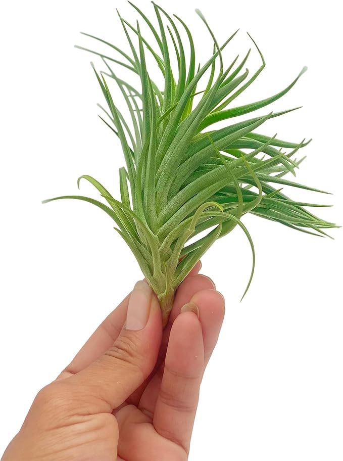 ragnaroc Air Plants - Flowering Tillandsia Pink Paske Large 5" - 1ct - Live Arrival Guaranteed - House Plants for Home Decor & Gift