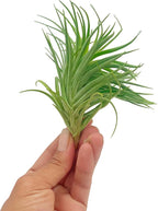 ragnaroc Air Plants - Flowering Tillandsia Pink Paske Large 5" - 3ct - Live Arrival Guaranteed - House Plants for Home Decor & Gift