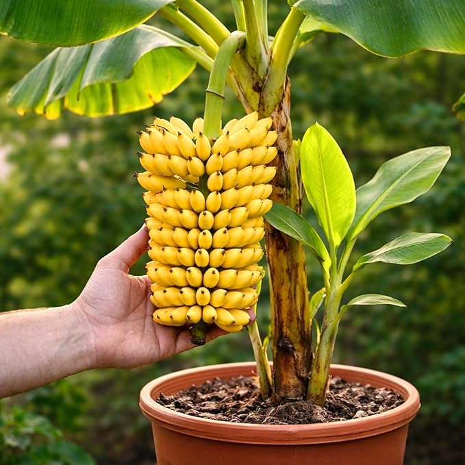 Dwarf Banana Seeds for Planting – Great for Bonsai - Non-GMO Banana Tree Seeds – Tropical Fruit Seeds for Indoor & Outdoor Growing – Grow Your Own Banana Plant (60 Seeds)