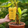 Dwarf Banana Seeds for Planting – Great for Bonsai - Non-GMO Banana Tree Seeds – Tropical Fruit Seeds for Indoor & Outdoor Growing – Grow Your Own Banana Plant (30 Seeds)