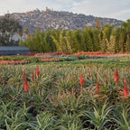 Coral Aloe Plants (Aloe striata) - Live Succulent with Striking Pink Edges and Smooth, Flat Leaves for Indoor/Outdoor Gardening (4 Coral Aloe sacs)