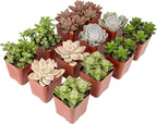 Succulents Plants Live (12PK) Potted Succulent Plants Live House Plants, Cactus Plants Live Plants Indoor Plants Live Houseplants, Indoor Plant Succulents Live Plant House Plant by Plants for Pets