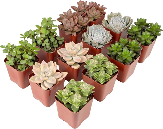 Succulents Plants Live (12PK) Potted Succulent Plants Live House Plants, Cactus Plants Live Plants Indoor Plants Live Houseplants, Indoor Plant Succulents Live Plant House Plant by Plants for Pets