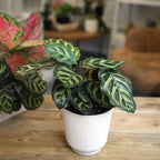 Altman Plants Calathea Live Plant Decor, Makoyana Prayer Plant in 4 Inch White Plastic Plant Pot, Easy Plant Gift, Pet Friendly Plants, Unique Desk Plant, House Plant in Indoor Plant Potting Soil Mix