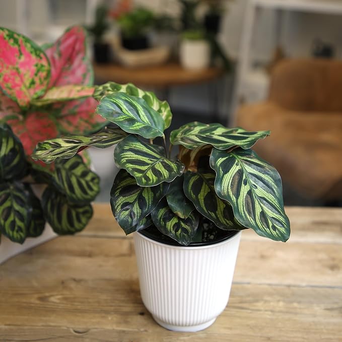 Altman Plants Calathea Live Plant Decor, Makoyana Prayer Plant in 4 Inch White Plastic Plant Pot, Easy Plant Gift, Pet Friendly Plants, Unique Desk Plant, House Plant in Indoor Plant Potting Soil Mix