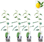 Lemon Eucalyptus (Corymbia citriodora) Live Plant - Fragrant Indoor/Outdoor Plant with Natural Insect Repellent Citronella Oil (4 eucal-Lemon sacs)