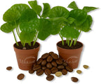 Coffee Plant - 2 Live Starter Plants - Coffea Arabica - Beautiful Easy Care Indoor Houseplant for The Edible Patio and Garden