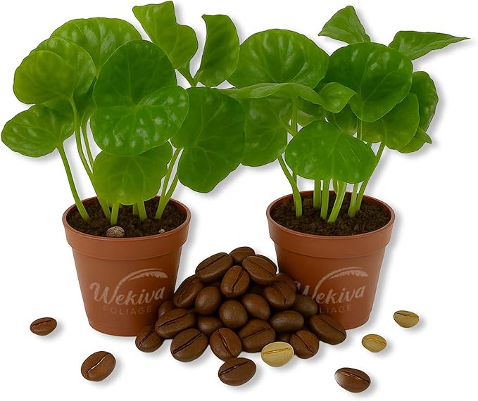 Coffee Plant - 2 Live Starter Plants - Coffea Arabica - Beautiful Easy Care Indoor Houseplant for The Edible Patio and Garden