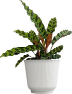Plants for Pets Rattlesnake Plant Calathea (Lancifolia), Pet Friendly Prayer Decor in 6" White Pot, Live Houseplant Gift, Cat Safe, Decorative Desk House Plants by Plants for Pets