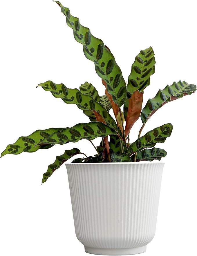Plants for Pets Rattlesnake Plant Calathea (Lancifolia), Pet Friendly Prayer Decor in 6" White Pot, Live Houseplant Gift, Cat Safe, Decorative Desk House Plants by Plants for Pets