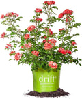 Coral Drift 3 Gallon