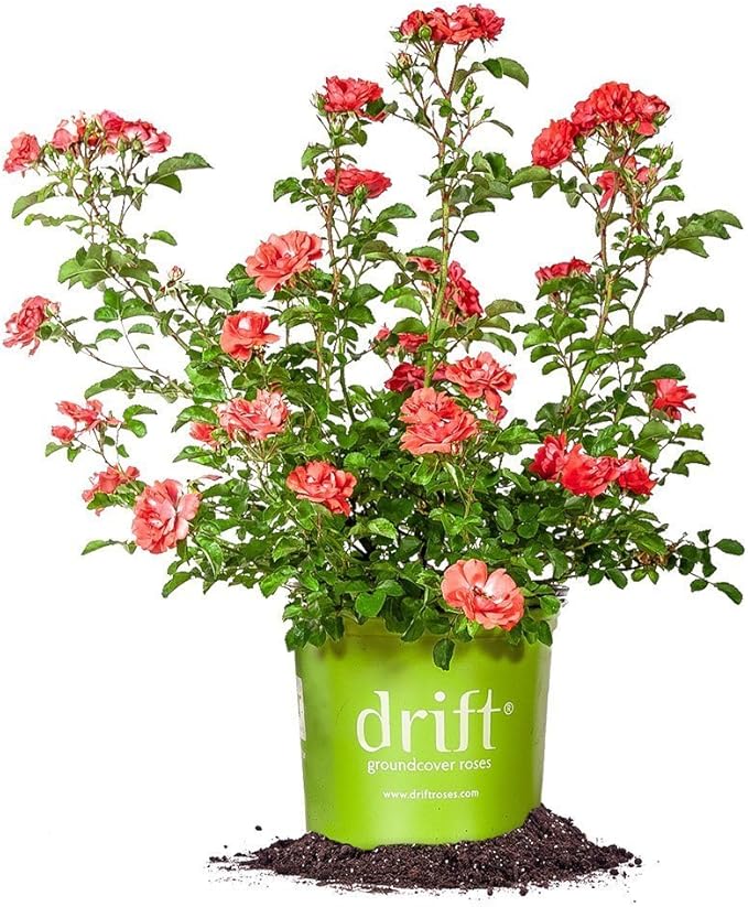 Coral Drift 3 Gallon