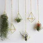 ZOOELAY Air Plants Live Holders 6 Pcs Glod Diamond Hanging Planter Small Air Plant Holders Unique with Chains Air Ferns Tillandsia Display for Indoor
