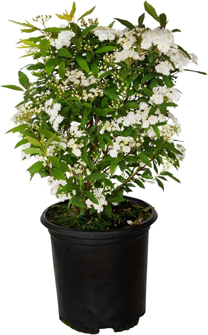 Reeves Bridal Wreath Spirea (2.5 Quart) White Blooming Deciduous Shrub - Full Sun Live Outdoor Plant