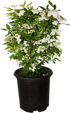Reeves Bridal Wreath Spirea (2.5 Quart) White Blooming Deciduous Shrub - Full Sun Live Outdoor Plant
