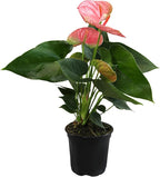 Pink Anthurium Live Plant (Approx. 13-16" Tall), Real Flowers/Unique House Plants in 4" Nursery Pot, Floral Office Plants, Air Purifying Plants & Cool Gifts for Plant Lovers by Plants for Pets