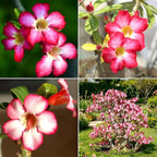 CarpetC 10+ Desert Rose Seeds for Planting, Adenium obesum Caudex Succulent with Showy Blooms, Non-GMO Heirloom for Bonsai and Containers
