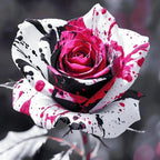 Rose Mixed Color Seeds 20pcs – Heirloom Perennial Roses – Ideal for Garden Borders & Pots