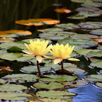 Live Aquatic Plant Yellow Nymphaea Chromatella Hardy Water Lilies Tuber for Aquarium Freshwater Fish Pond by Greenpro