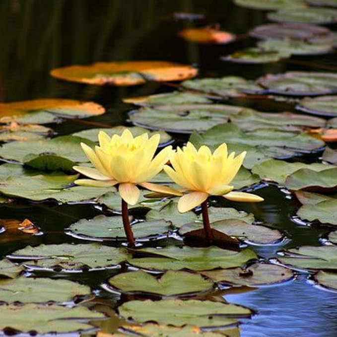Live Aquatic Plant Yellow Nymphaea Chromatella Hardy Water Lilies Tuber for Aquarium Freshwater Fish Pond by Greenpro