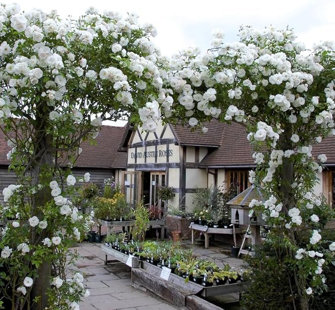 White Rose Live Plant, Can Grow As Rose Bushes Shrubs or Climbing, Fragrant Ready to Plant, Starter Size, 5 to 10 Inc Tall, Dormant in Winter