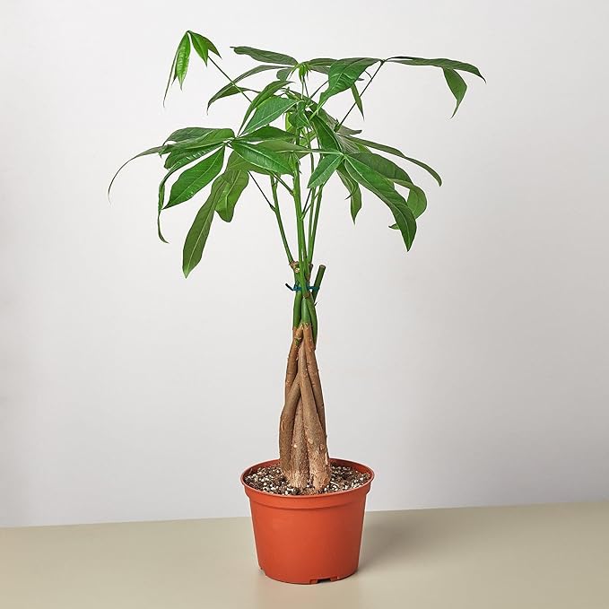 Money Tree 'Guiana Chestnut' Pachira Braid | Live Plant for Indoor & Outdoor | for Living Room, Office, Bathroom | (6" Pot)