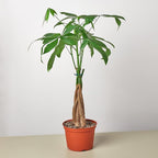 Money Tree 'Guiana Chestnut' Pachira Braid | Live Plant for Indoor & Outdoor | for Living Room, Office, Bathroom | (6" Pot)