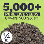 Borage Seeds – Bulk Quarter Pound Bag – Over 5,000 Open Pollinated Non-GMO Wildflower Seeds – Borago officianalis