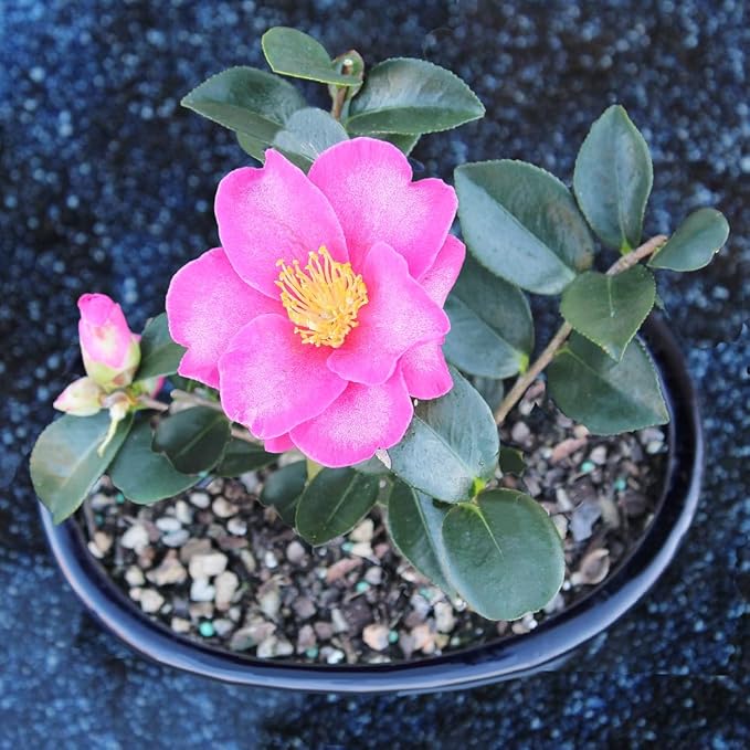 Brussel's Live Camellia Hot Flash Outdoor Bonsai Tree - 10" to 14" Tall with Decorative Container