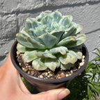 Echeveria ‘Floral Bride’ 3in Variegated Succulent Live Plant – Colorful Rare Rosette Succulent, Easy Care Live Succulents Plants, Desk Plant Gift, Indoor/Outdoor Plant for Collectors, Home Decor