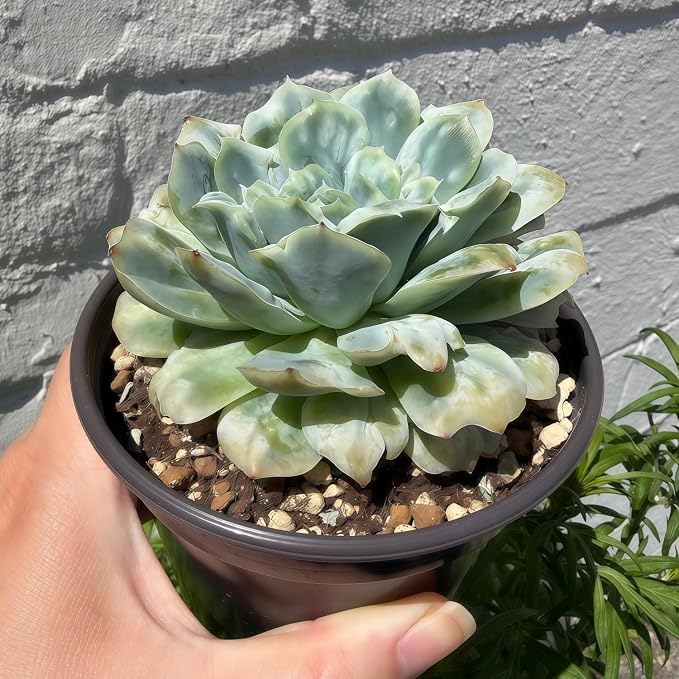 Echeveria ‘Floral Bride’ 3in Variegated Succulent Live Plant – Colorful Rare Rosette Succulent, Easy Care Live Succulents Plants, Desk Plant Gift, Indoor/Outdoor Plant for Collectors, Home Decor